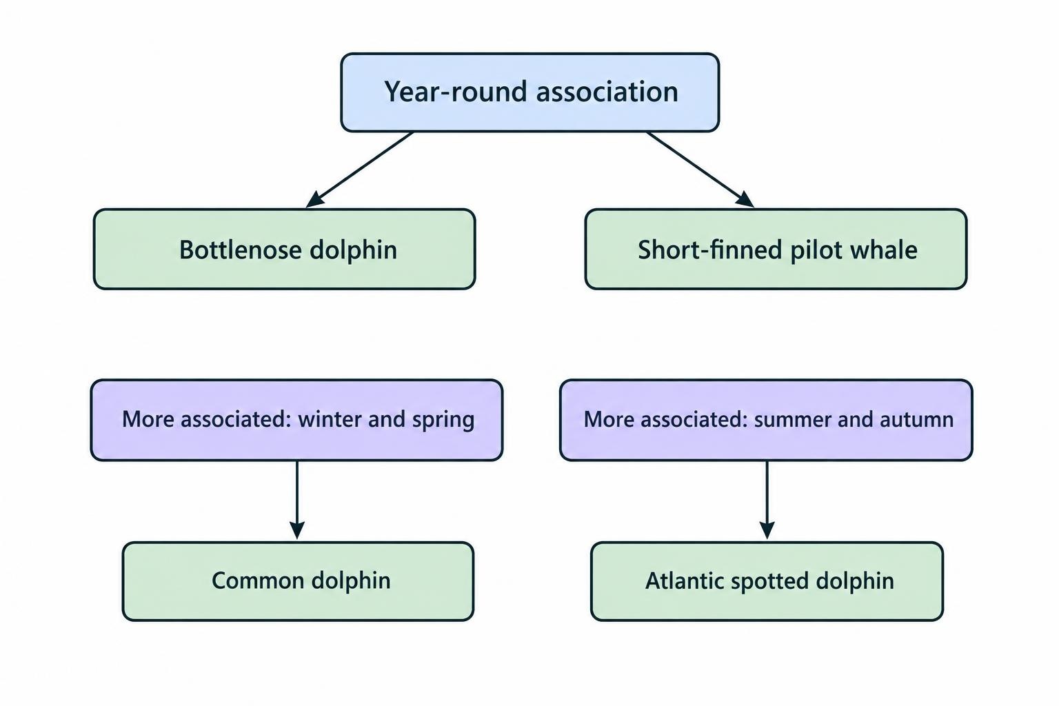 A seasonal comparison showing bottlenose dolphins and short-finned pilot whales as present year-round, common dolphins more associated with winter and spring, and Atlantic spotted dolphins more associated with summer and autumn.